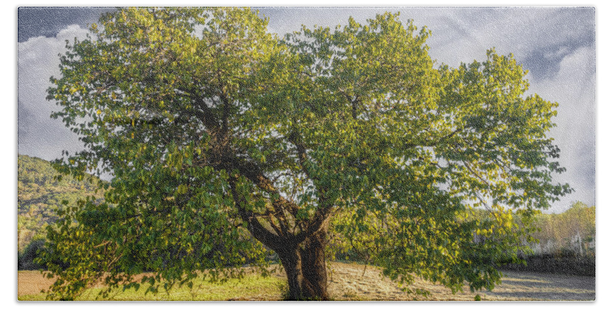Appalachia Beach Towel featuring the photograph The Mulberry Tree by Debra and Dave Vanderlaan