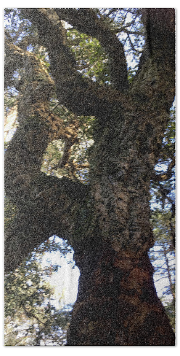 Cork Tree Beach Towel featuring the photograph The Old Cork Tree by Susan Grunin