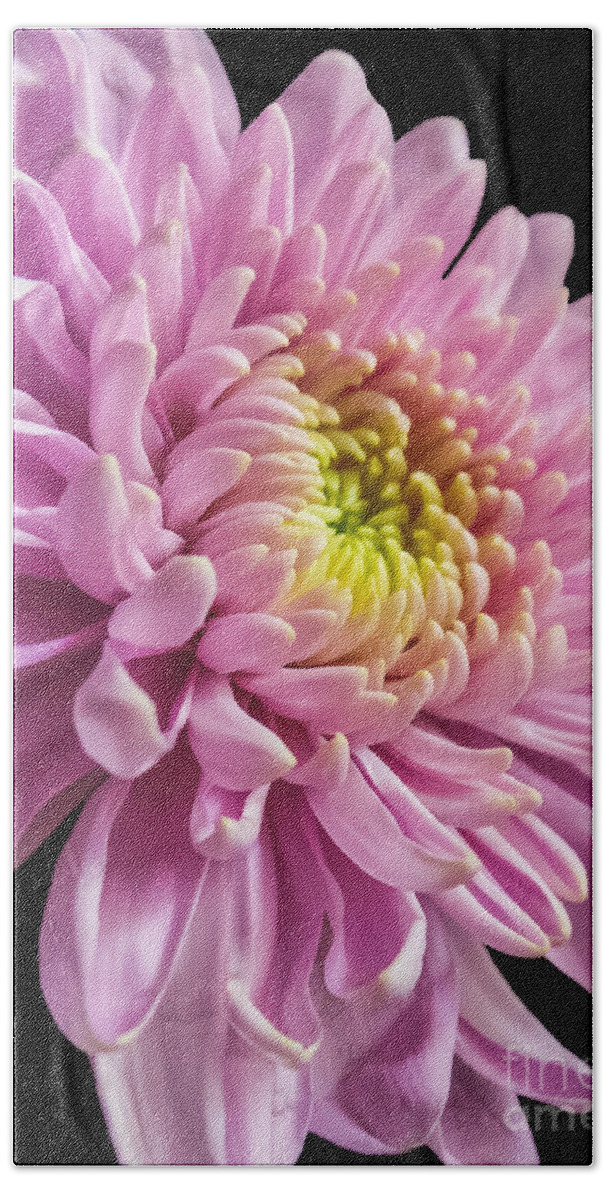 Pink Dahlia Beach Towel featuring the photograph The One And Only Dahlia by Charlie Cliques