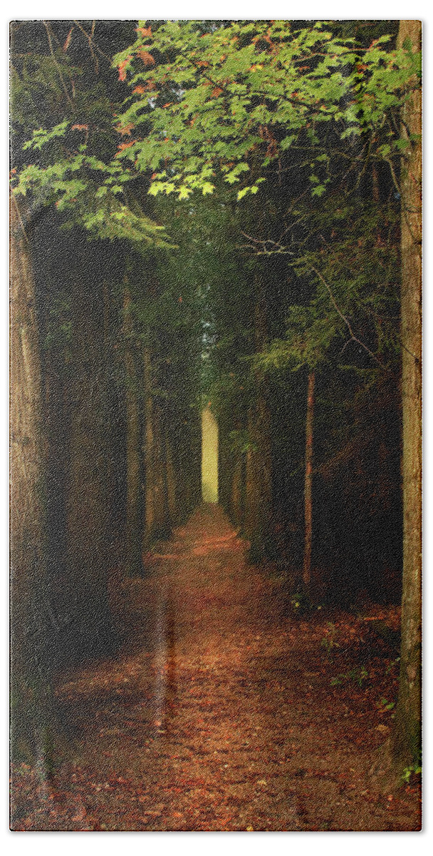 Forest Beach Towel featuring the photograph The Pathway by Rob Blair