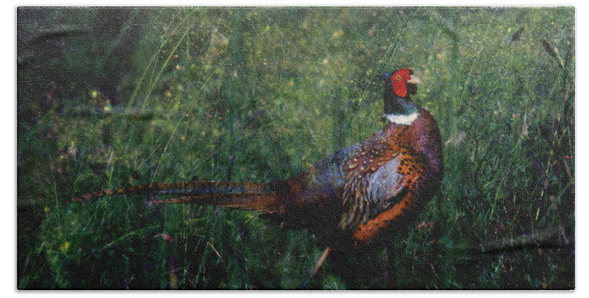 Pheasant Beach Towel featuring the photograph The Pheasant in the Autumn Colors by Ang El