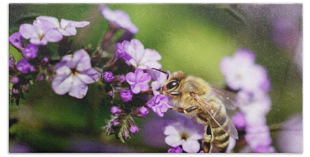 Bee Beach Towel featuring the photograph The Pollinator by Rick Deacon