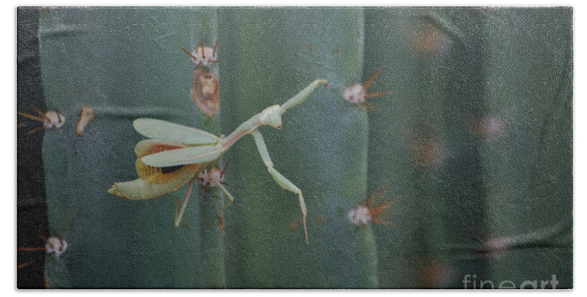 Insect Beach Towel featuring the photograph The Praying Mantis by Donna Greene