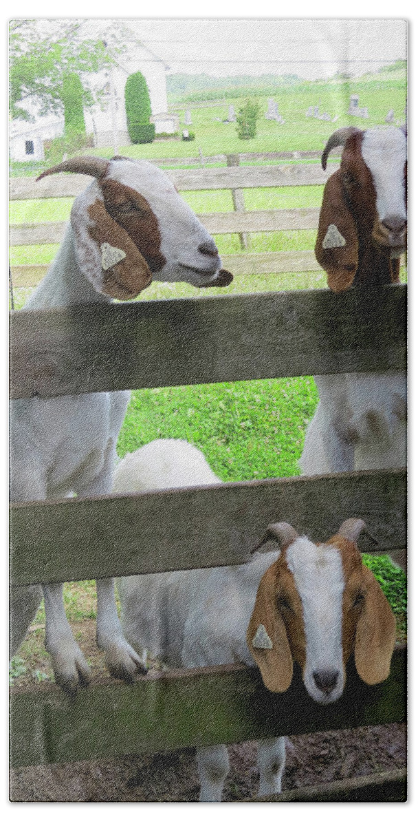 Goats Beach Towel featuring the photograph The Real Three Billy Goats Gruff by Linda Stern