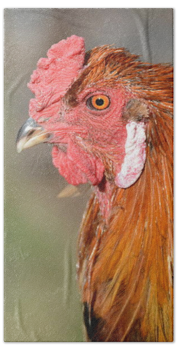 Rooster Beach Towel featuring the photograph The Rooster in Charge by Michael Hall