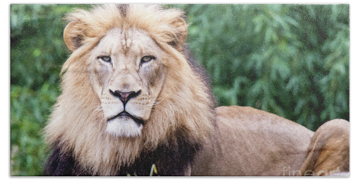 Male Lion Beach Sheet featuring the photograph The Stare Down by Ed Taylor
