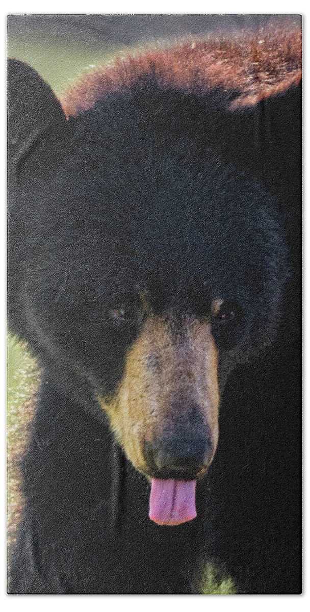 Bear Beach Towel featuring the photograph The Tongue by Bill Wakeley