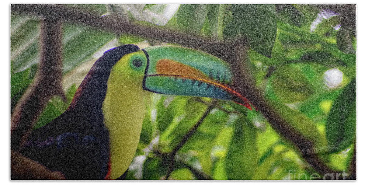 Michelle Meenawong Beach Towel featuring the photograph The Toucan by Michelle Meenawong