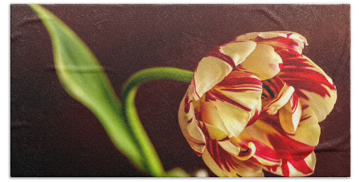 Tulip Beach Towel featuring the photograph The Tulip's bow by Wolfgang Stocker