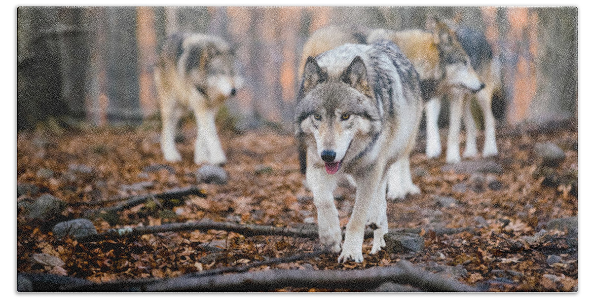 Wolves Beach Towel featuring the photograph The Wolfpack by Mark Rogers