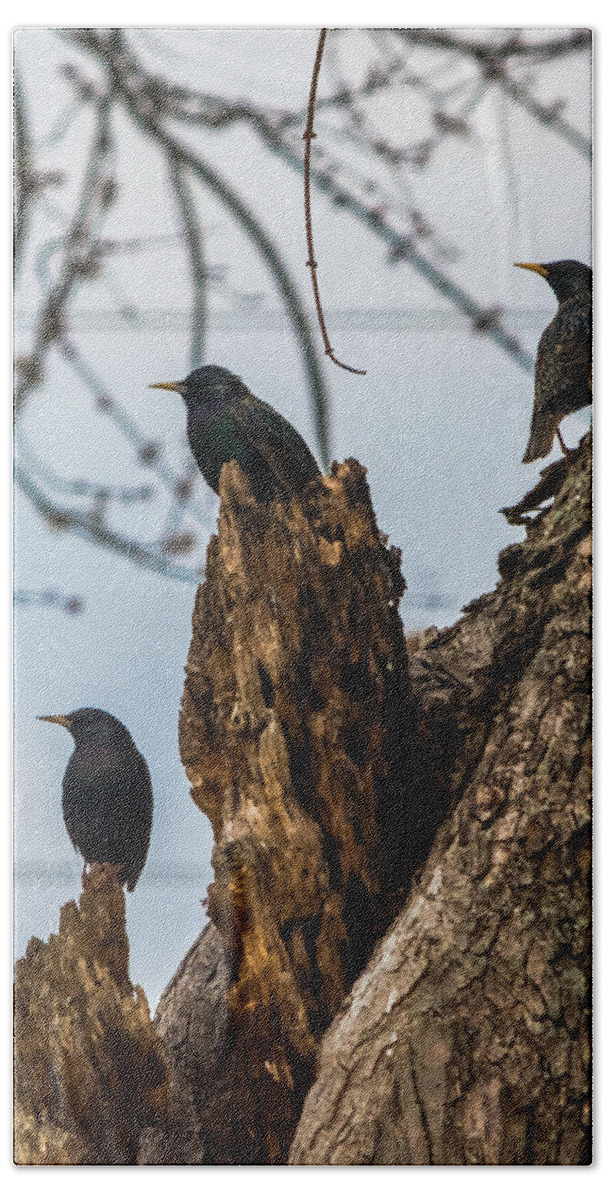 European Starlings Beach Towel featuring the photograph These Three Starlings by Holden The Moment