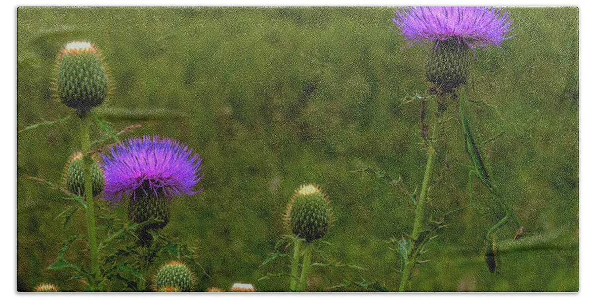 Standingbear Beach Towel featuring the photograph Thistle Lights and Preying Mantis by Ed Peterson