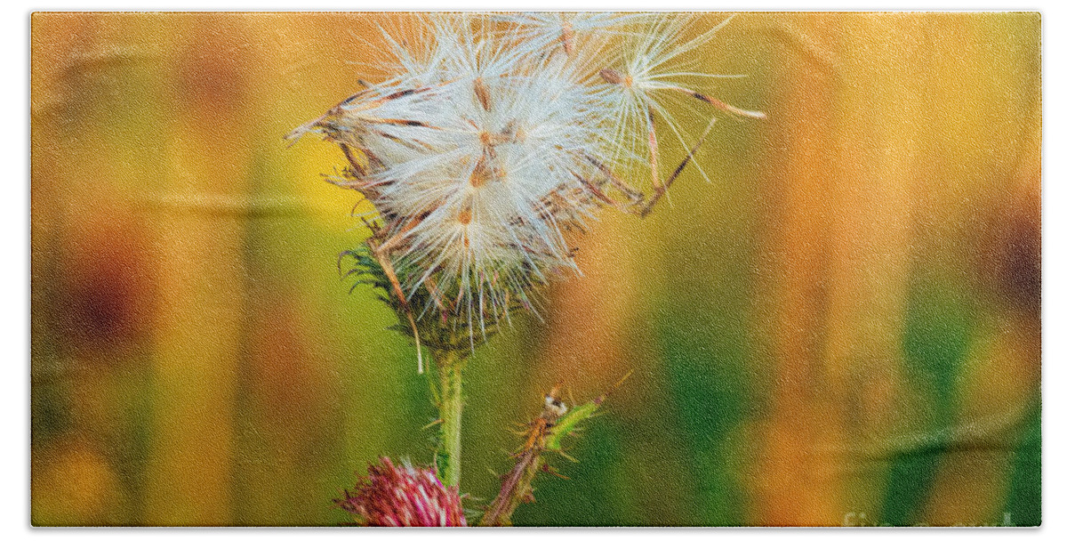 Bloom Beach Towel featuring the photograph Thistle seeds by Les Palenik