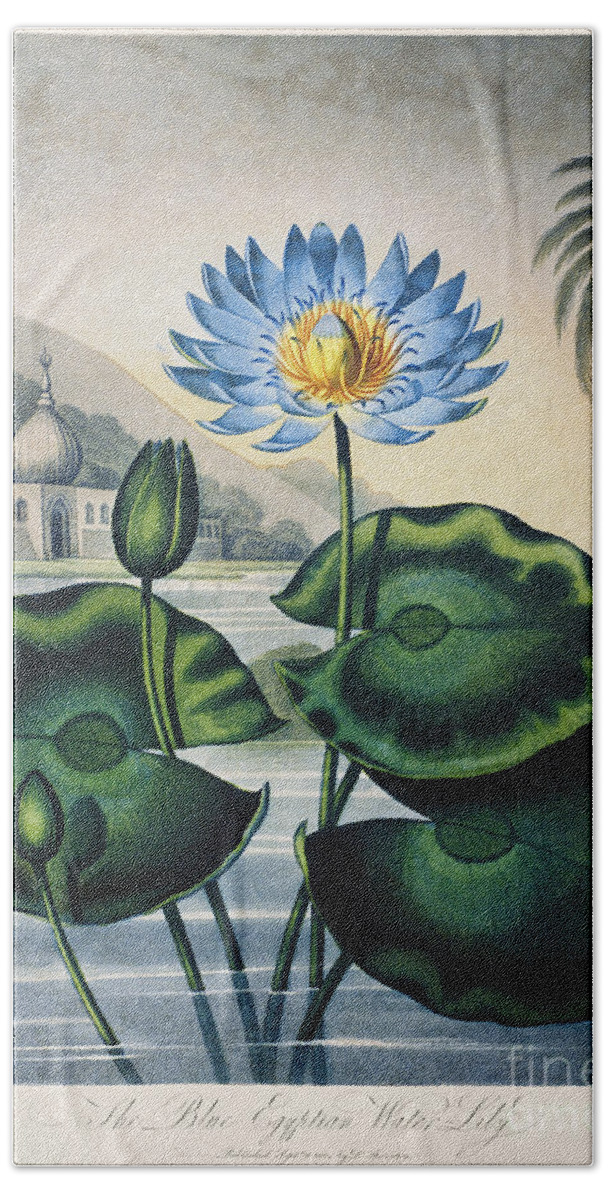 1804 Beach Sheet featuring the photograph Thornton: Water Lily by Granger