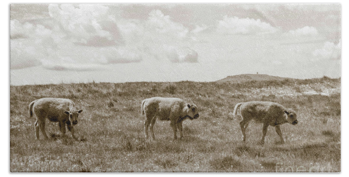 Three Buffalo Beach Towel featuring the photograph Three buffalo calves by Rebecca Margraf
