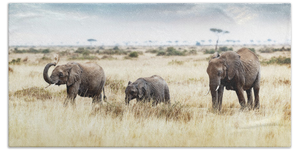 Large Beach Sheet featuring the photograph Three Elephants Walking in Kenya Africa by Good Focused