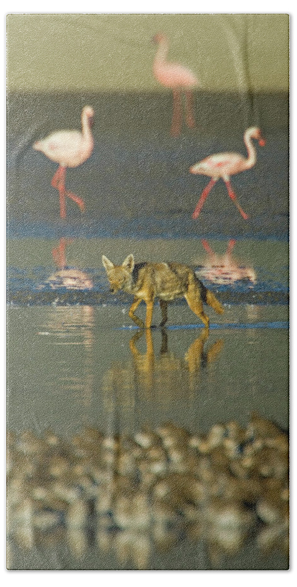 Adult Beach Towel featuring the photograph Three flamingos and a Golden jackal, Canis aureus, walking in water, Tanzania by Panoramic Images