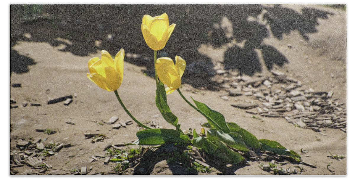 Tulips Beach Sheet featuring the photograph Three Gold Memories by Tom Cochran