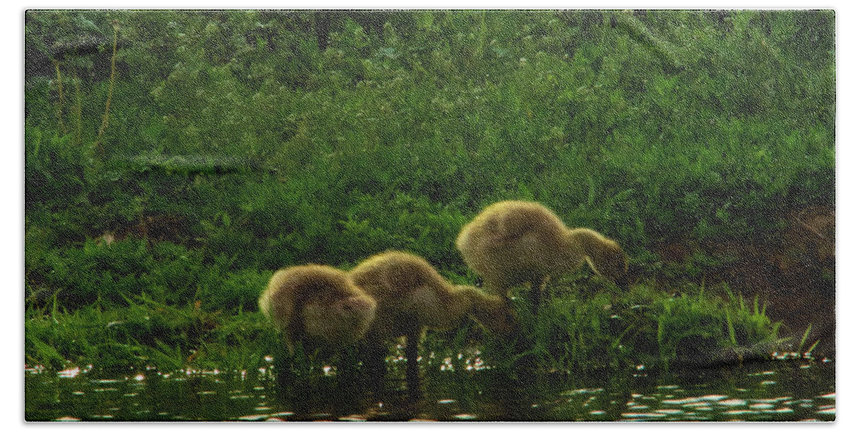 Goslings Beach Towel featuring the photograph Three Gosling shore side by Jeff Swan