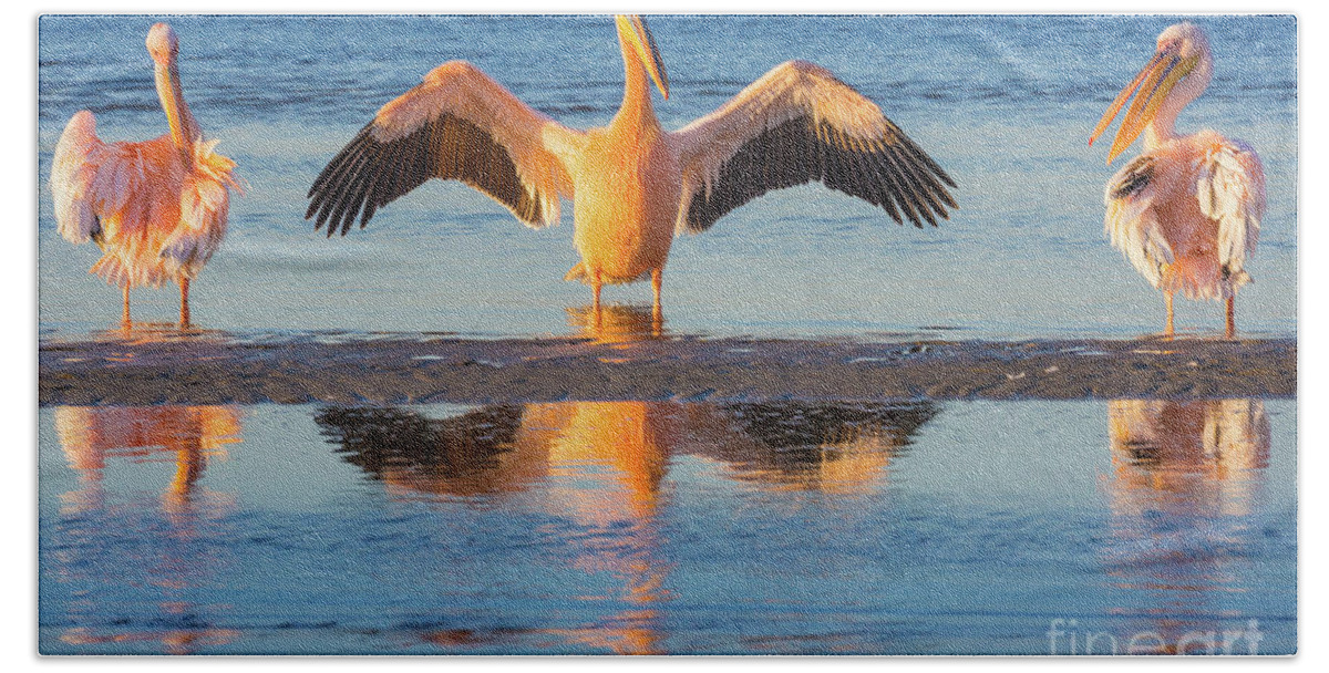 Africa Beach Towel featuring the photograph Three Pelicans by Inge Johnsson