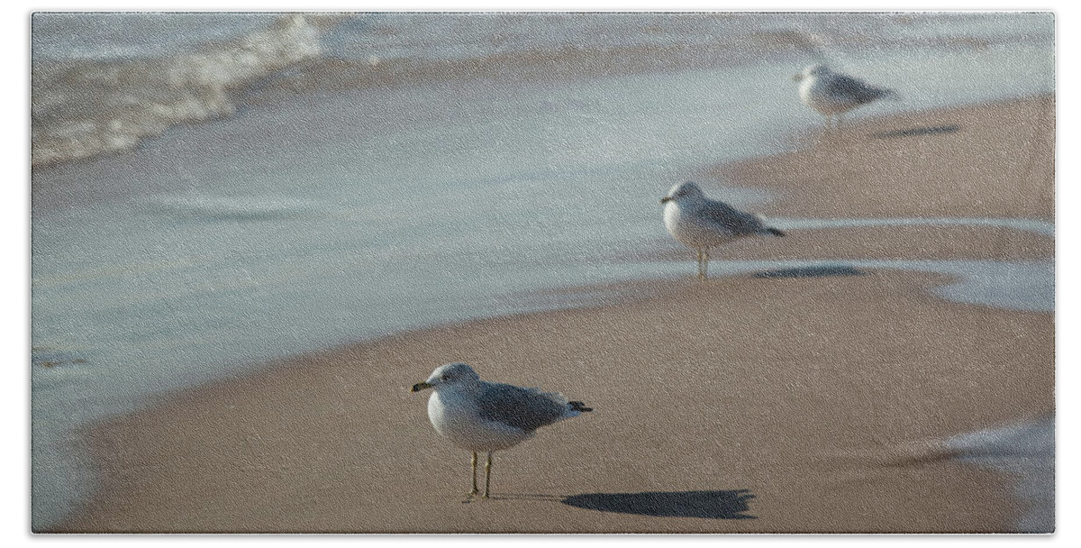 Seagulls Beach Towel featuring the photograph Three Seagulls by Rich S