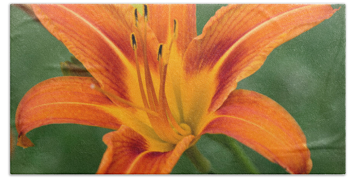 Daylily Beach Towel featuring the photograph Daylily by Holden The Moment