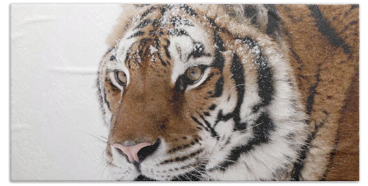 Tiger Beach Towel featuring the photograph Tiger Up Close by Athena Mckinzie