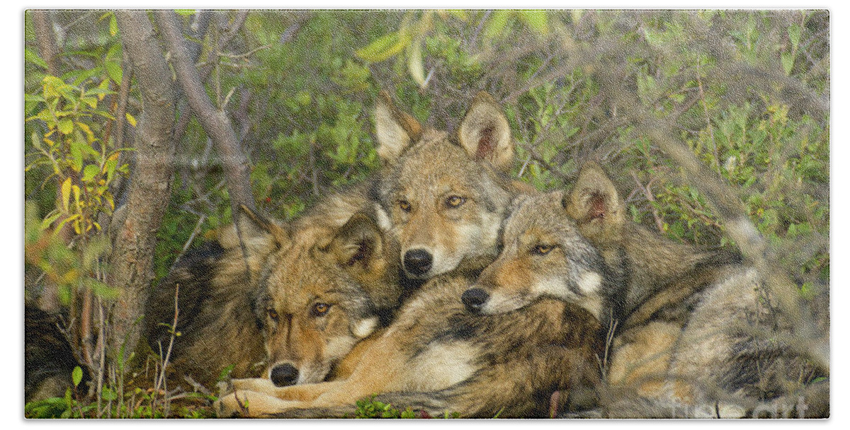 00427689 Beach Towel featuring the photograph Timber Wolf Trio in Denali by Yva Momatiuk John Eastcott