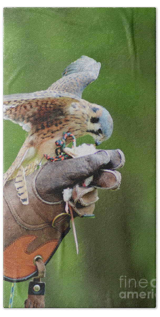 American Kestrel Beach Towel featuring the photograph Tiny Hunter by Kathy Kelly