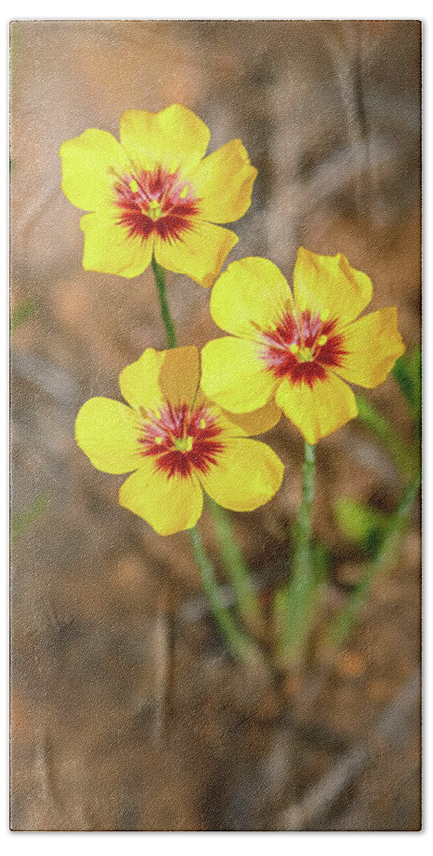 Owed To Nature Beach Towel featuring the photograph Tiny Trio of Texas Flax by Sylvia J Zarco