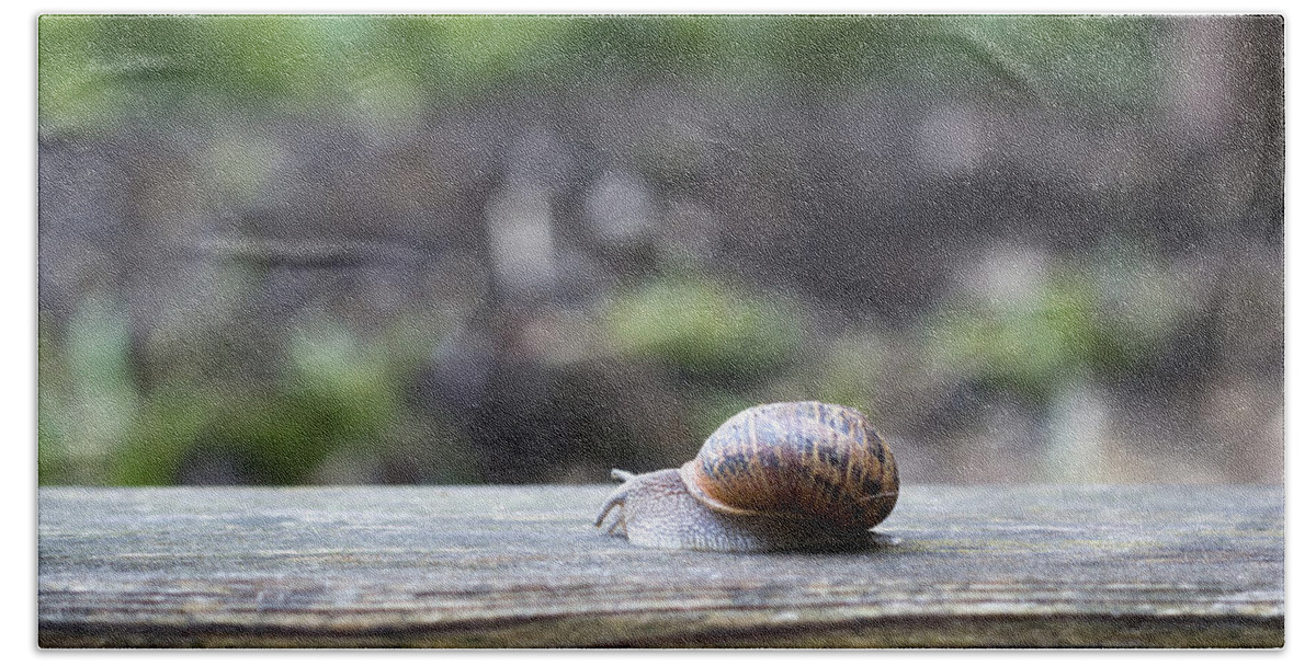 Nature Beach Towel featuring the photograph Tired snail by Helga Novelli