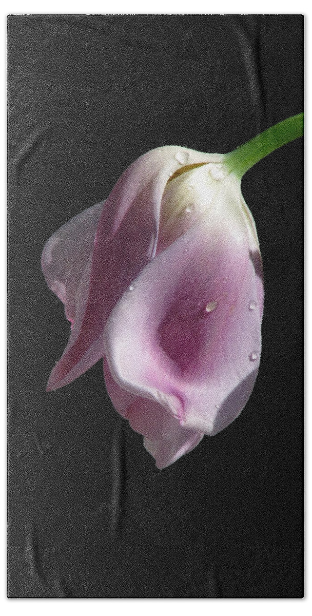 Pink Tulips Beach Sheet featuring the photograph To Languish by Angela Davies