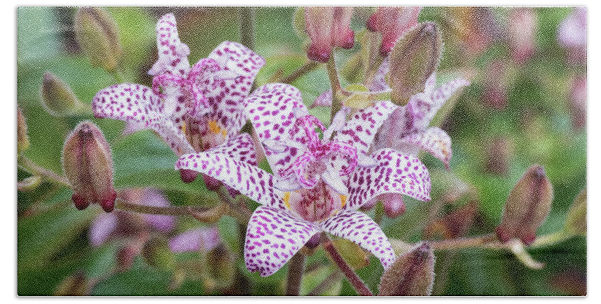 Perennial Garden Beach Towel featuring the photograph Toad Lily by Leslie Montgomery