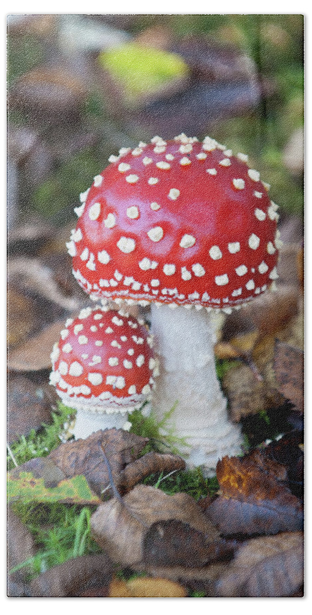 Helen Northcott Beach Sheet featuring the photograph Toadstools in the Woods vi by Helen Jackson