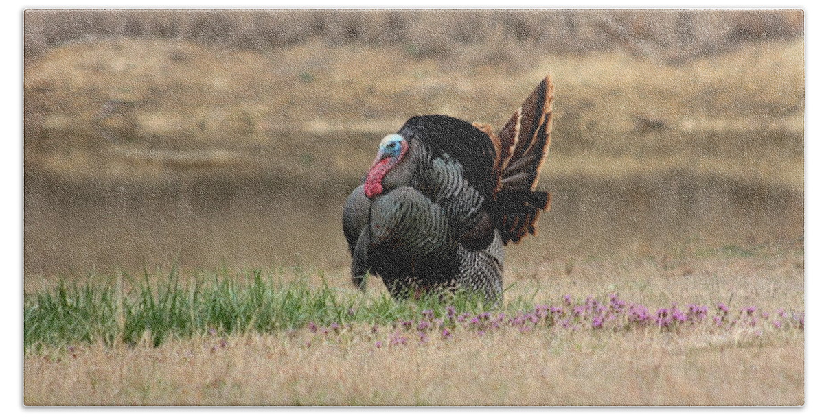 Nature Beach Sheet featuring the photograph Tom Turkey at Pond by Sheila Brown