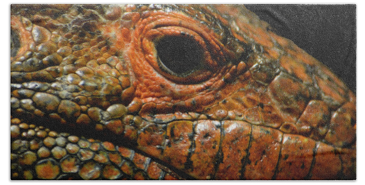 Lizard Beach Sheet featuring the photograph Too Close For Comfort by Gary Smith