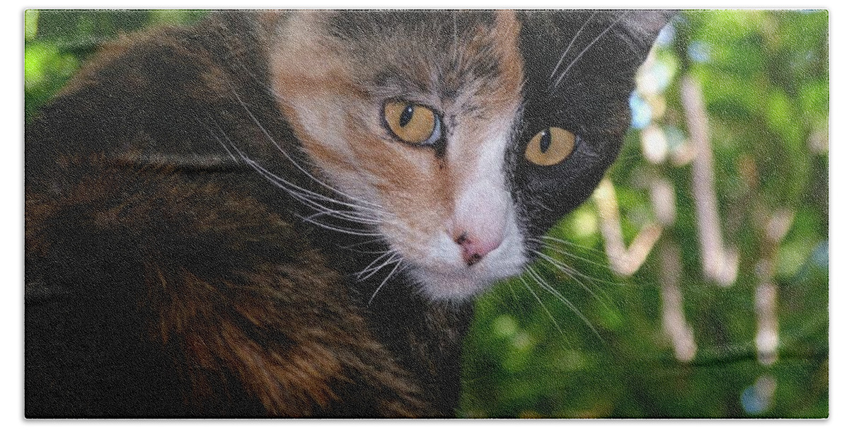 Cat Beach Towel featuring the photograph Tortie by Tracey Vivar