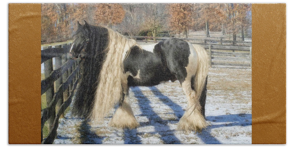 Horses Beach Towel featuring the photograph Traditional Gypsy Horse by Fran J Scott