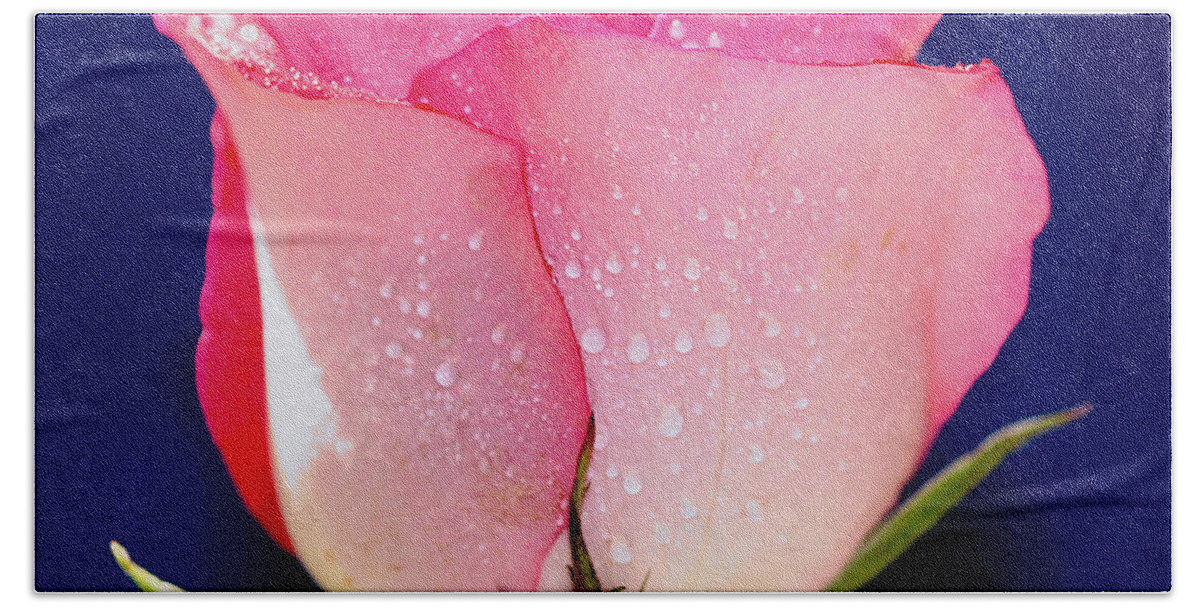 Rose Beach Sheet featuring the photograph Translucent Rose by Gary Dean Mercer Clark