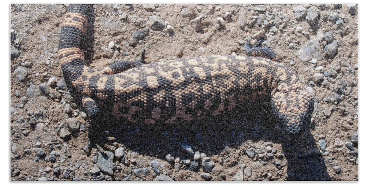 Gila Monster Beach Towel featuring the photograph Traveler the Gila Monster by Judy Kennedy