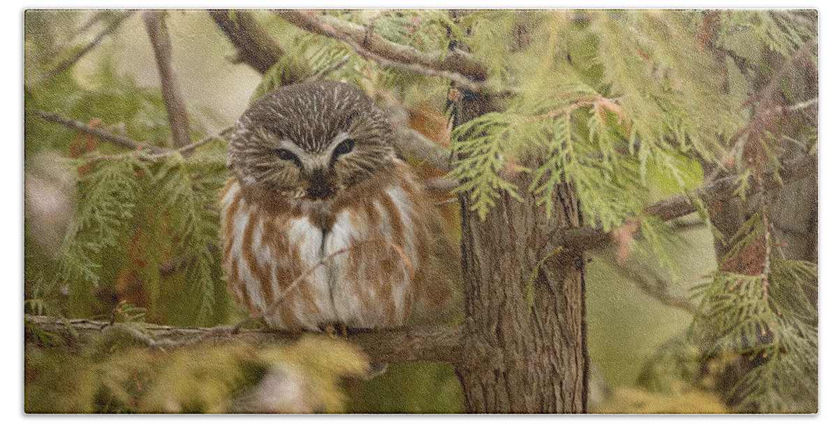 Owl Beach Towel featuring the photograph Treasures of the Forest by Everet Regal
