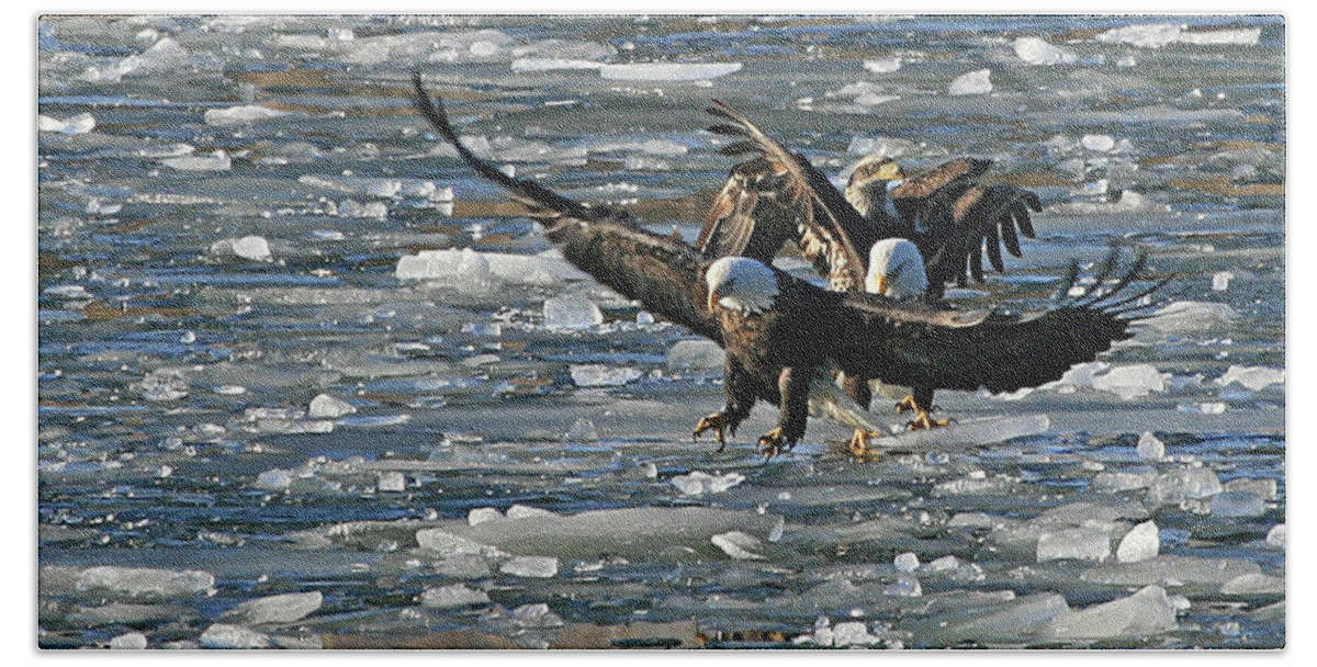Eagle Beach Towel featuring the photograph Tree Eagles on Ice by Paula Guttilla