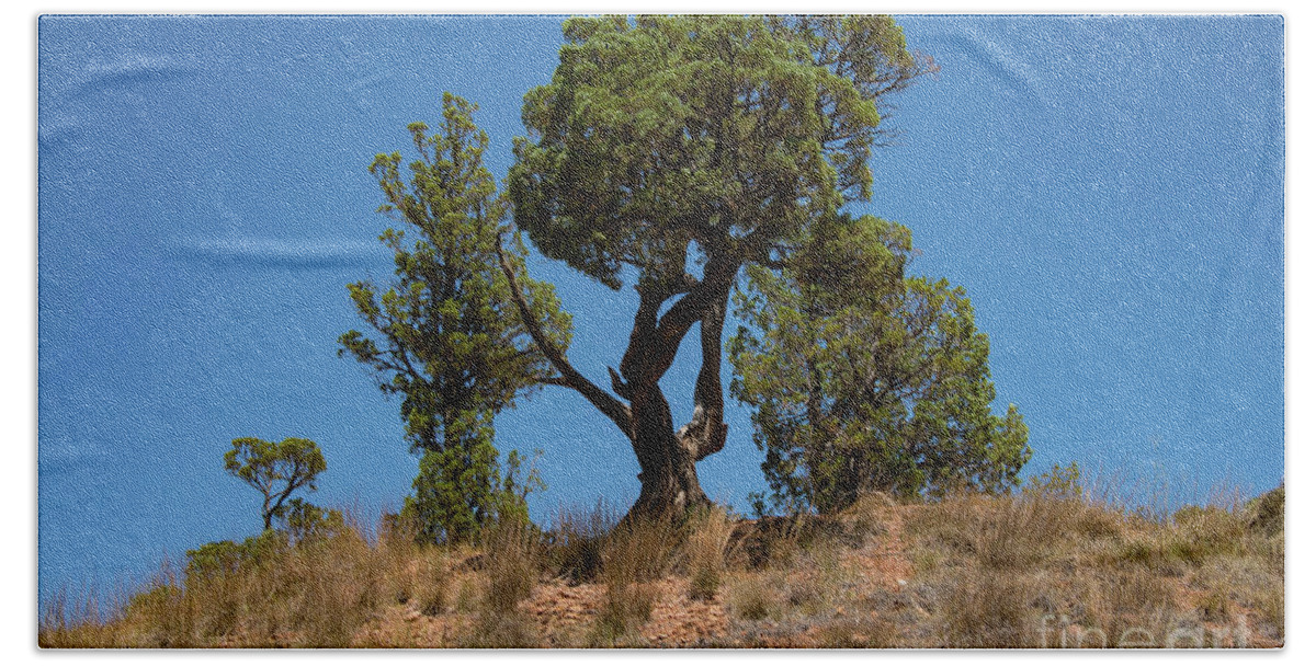 Theodore Roosevelt National Park Beach Towel featuring the photograph Tree Family by Bob Phillips