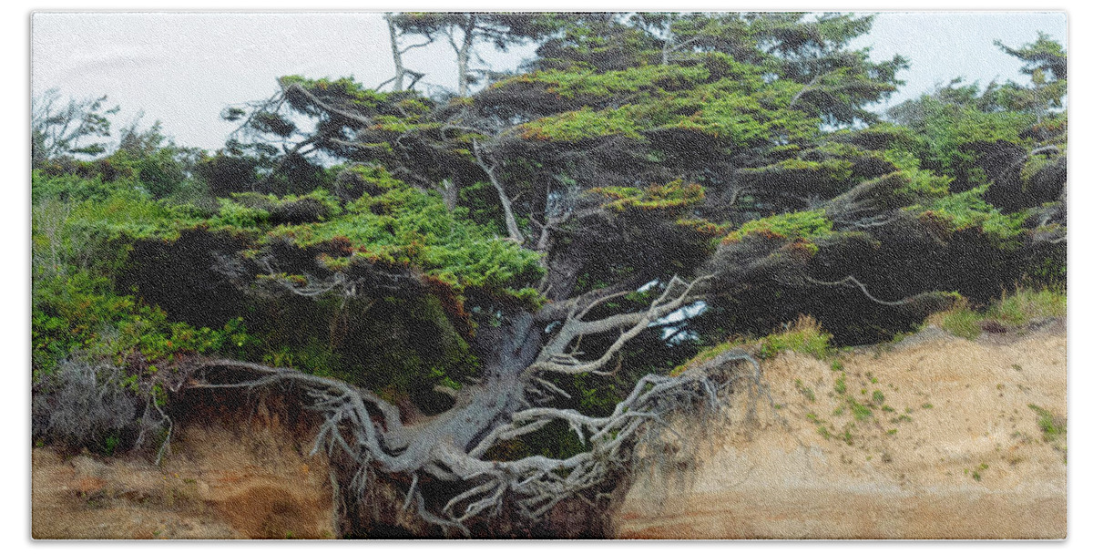 Tree Beach Towel featuring the photograph Tree of Life by Kristine Anderson