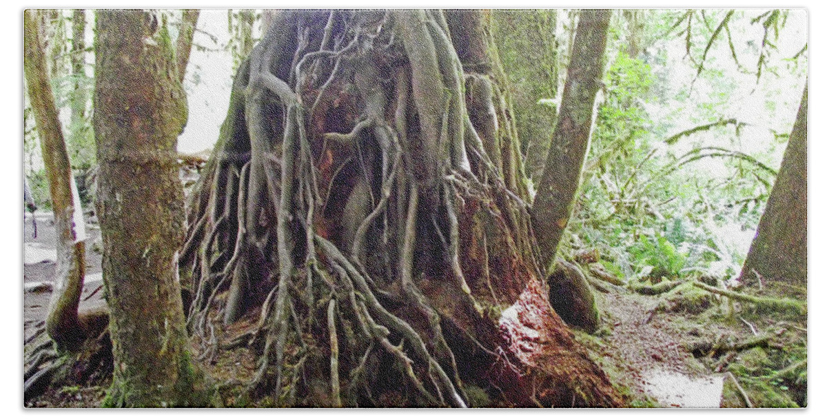 Tree Roots In Hoh Rain Forest In Olympic National Park Beach Towel featuring the photograph Tree Roots in Hoh Rain Forest, Olympic National Park, Washington by Ruth Hager