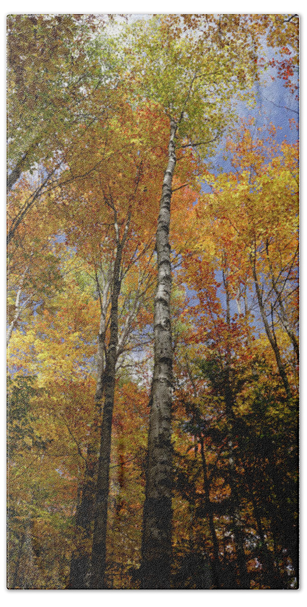 Trees Beach Sheet featuring the photograph Trees on the Lincoln Woods Trail by Nancy De Flon