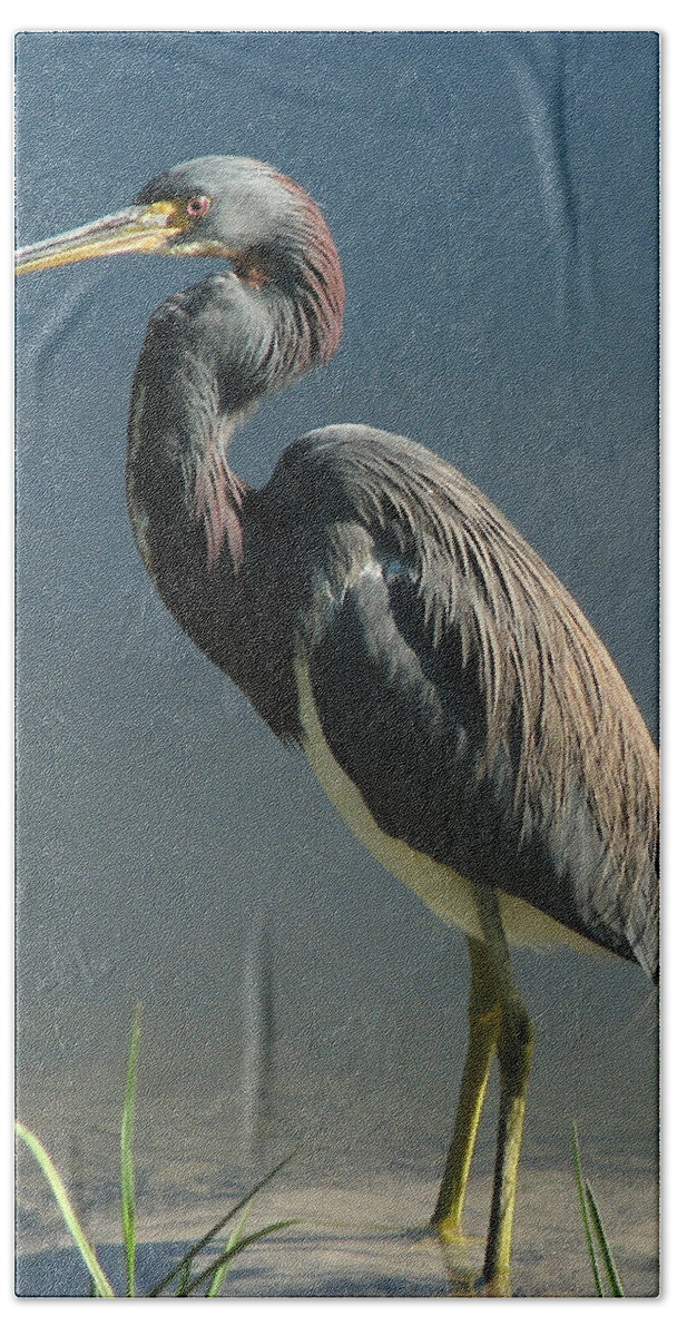 Nature Beach Sheet featuring the photograph Tricolored Heron by Peggy Urban