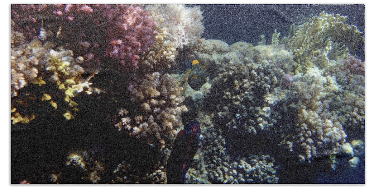 Underwater Beach Towel featuring the photograph Triggerfish Meets Parrotfish by Johanna Hurmerinta