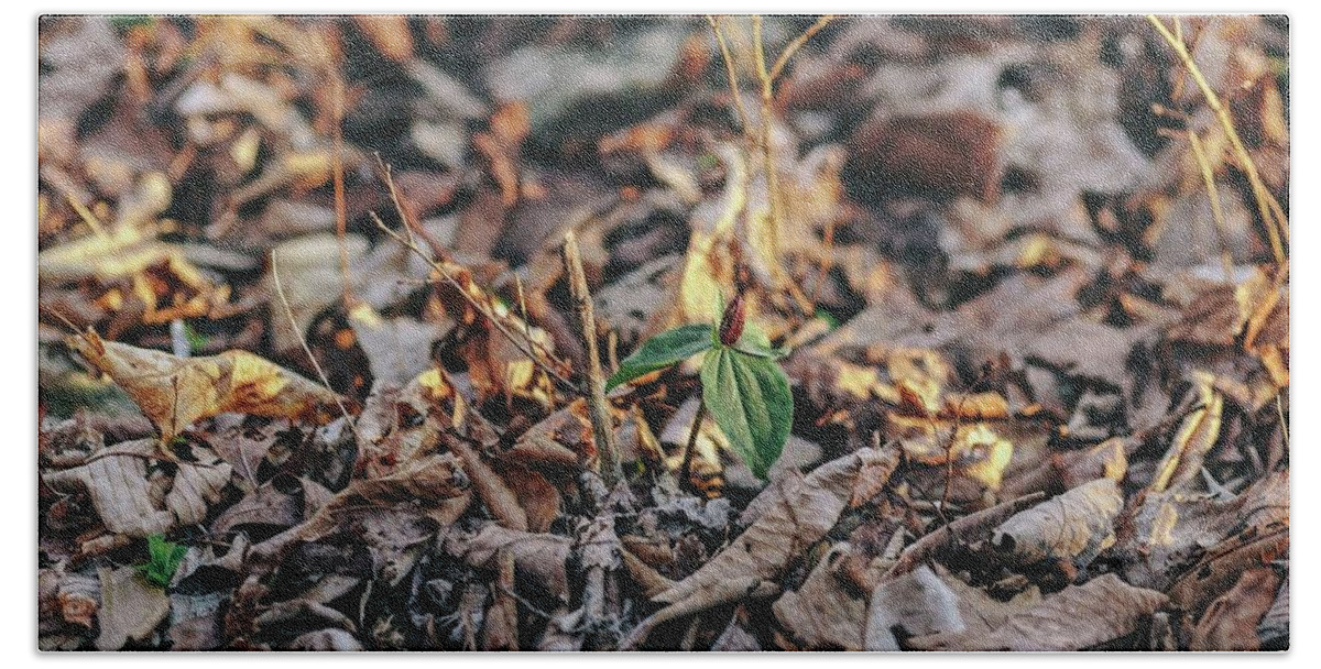 Plant Beach Sheet featuring the photograph Trillium Blooming in Leaves on Forrest Floor by Amber Flowers