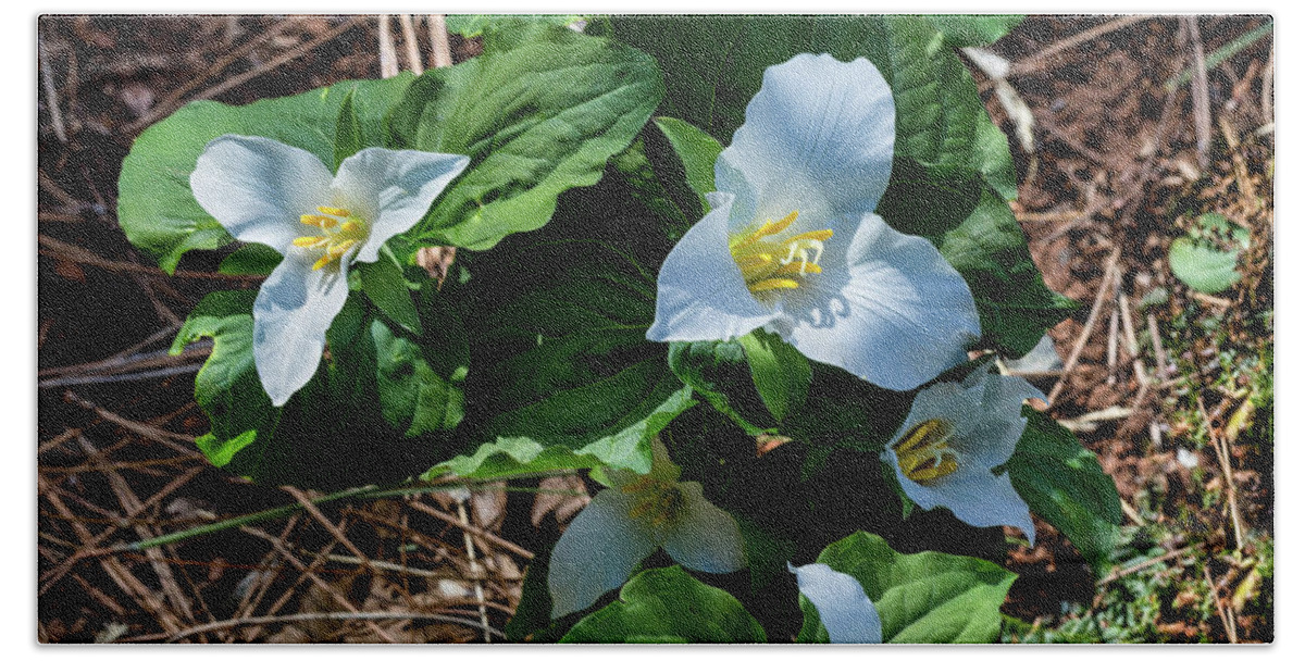 Trillium Beach Towel featuring the photograph Trillium Bouquet in the Woods by Kathleen Bishop